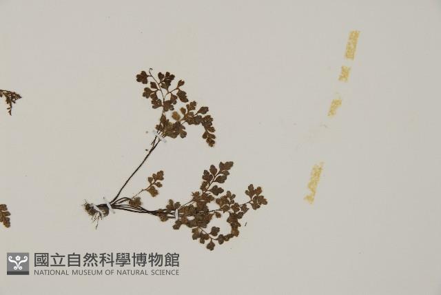 翠蕨藏品圖，第6張