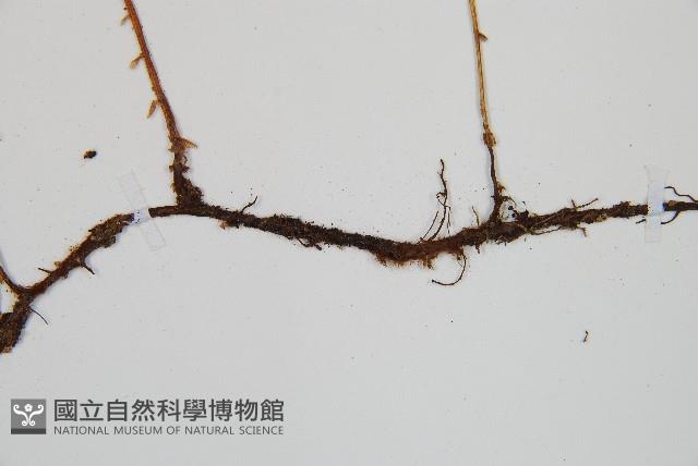 寬葉冷蕨藏品圖，第3張