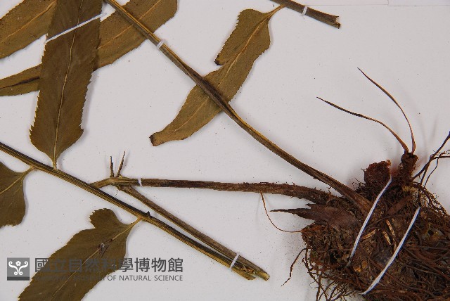 萊氏鐵角蕨藏品圖，第3張
