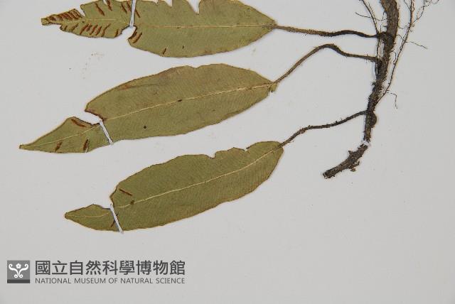 單葉雙蓋蕨藏品圖，第3張
