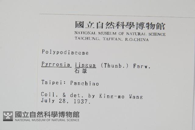 石葦藏品圖，第2張