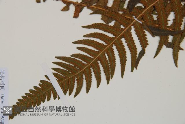 岩蕨藏品圖，第3張