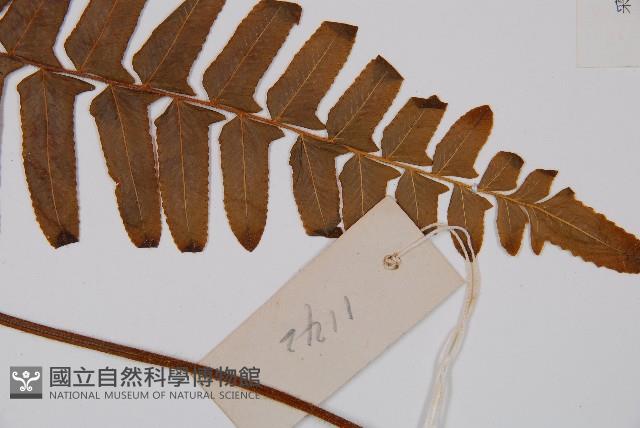 虎克氏鱗蓋蕨藏品圖，第3張