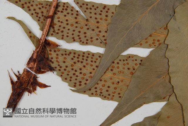 披針貫眾蕨藏品圖，第3張
