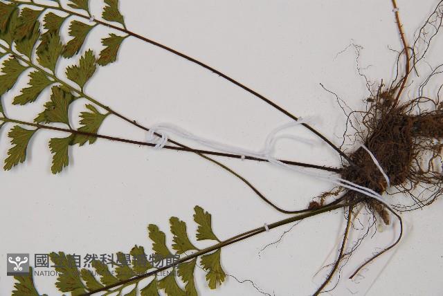 吉永鐵角蕨、斜葉鐵角蕨藏品圖，第3張