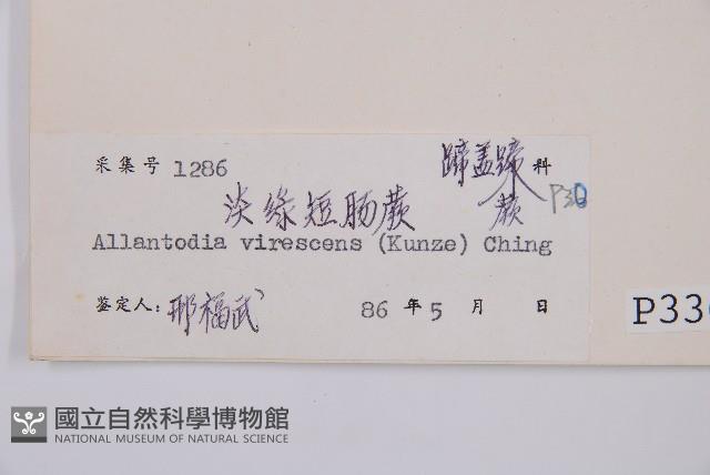 淡綠短腸蕨藏品圖，第3張