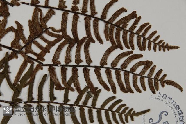 滇西金毛裸蕨藏品圖，第3張