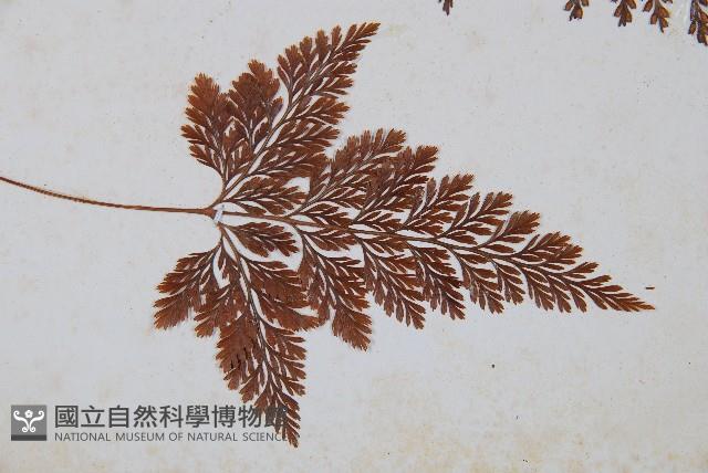 海州骨碎補藏品圖，第3張