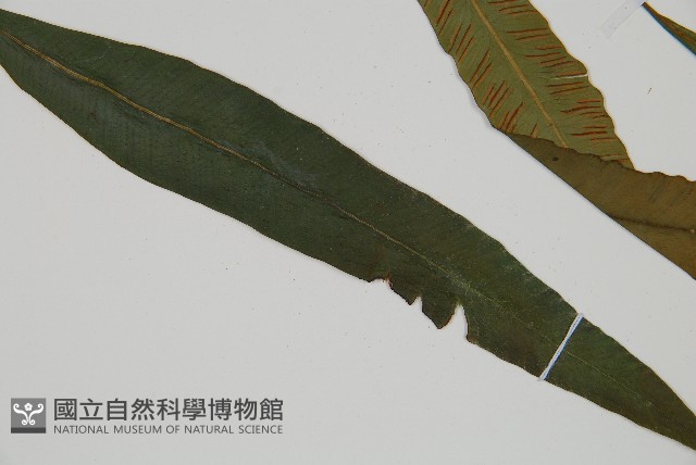 單葉雙蓋蕨藏品圖，第3張