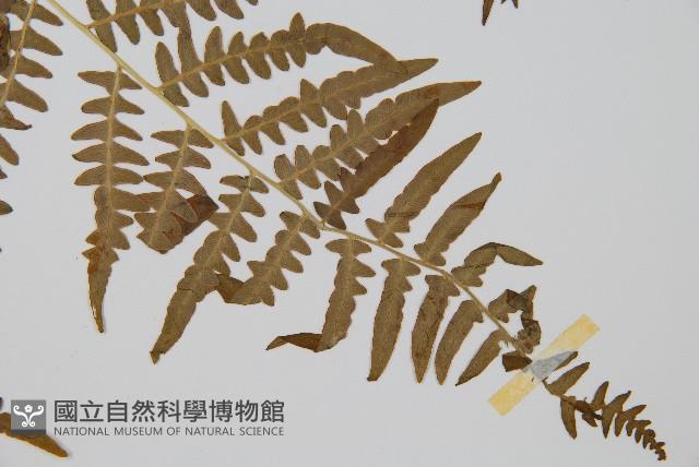 蕨藏品圖，第3張