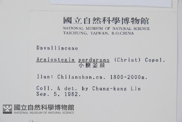 台灣小膜蓋蕨藏品圖，第2張