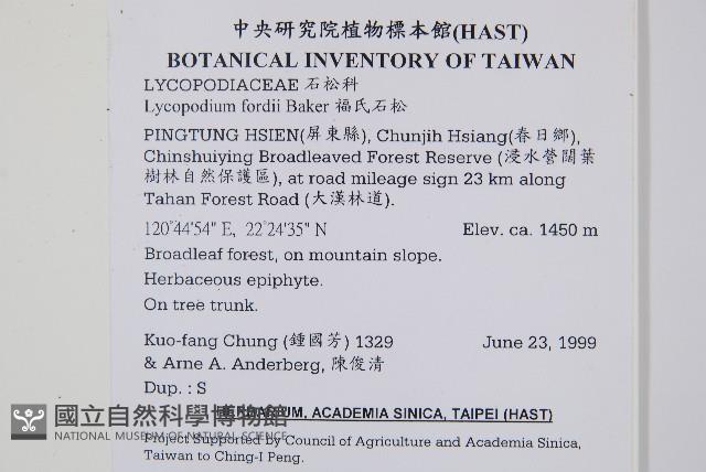 福氏石松藏品圖，第2張