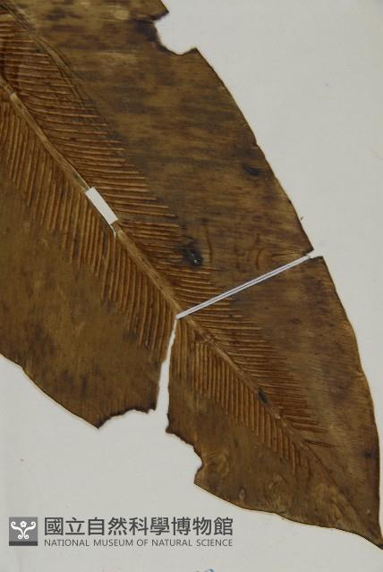 Bird's-nest fern Collection Image, Figure 3, Total 5 Figures