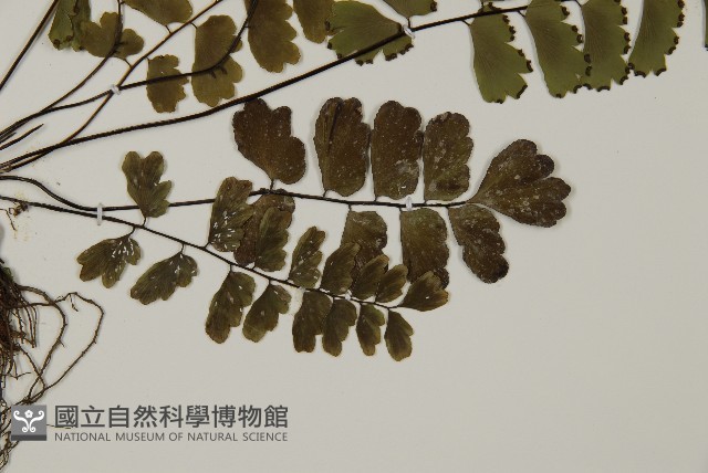翅柄鐵線蕨藏品圖，第3張
