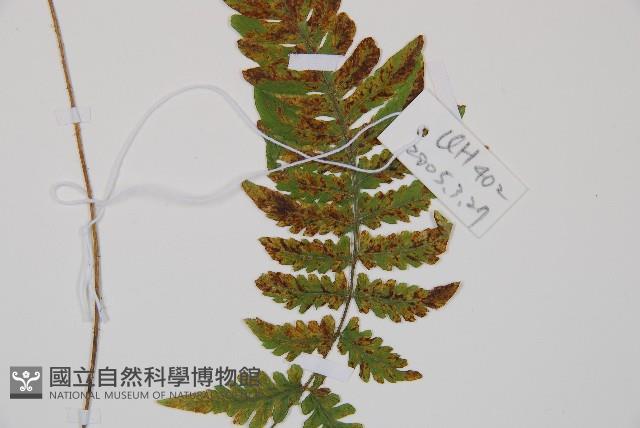 假蹄蓋蕨、東洋蹄蓋蕨藏品圖，第3張