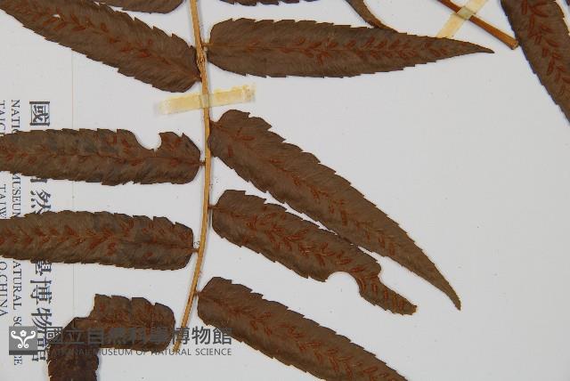 毛柄短腸蕨藏品圖，第3張
