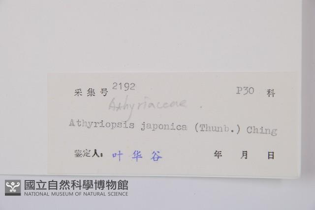 假蹄蓋蕨藏品圖，第3張