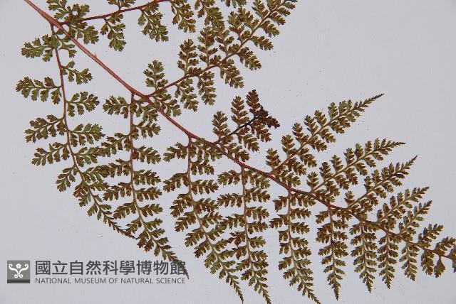 登錄號:P003861藏品圖，第3張