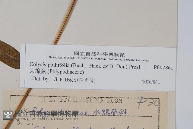 大線蕨藏品圖，第2張