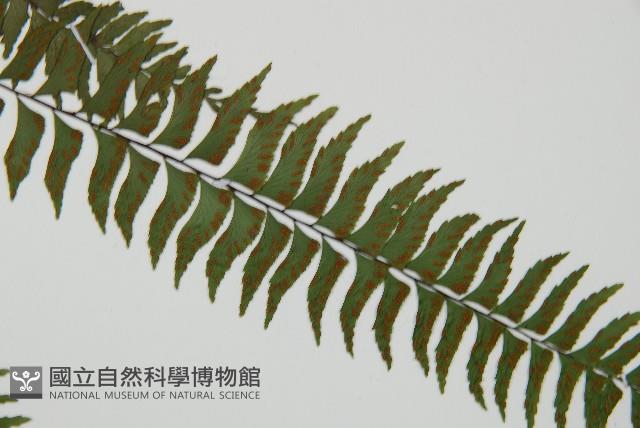 單邊鐵角蕨藏品圖，第3張