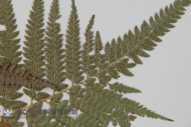 細葉複葉耳蕨藏品圖，第3張