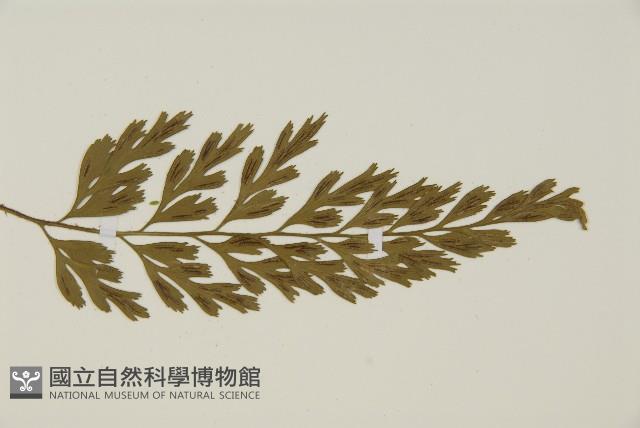 大蓬萊鐵角蕨藏品圖，第3張