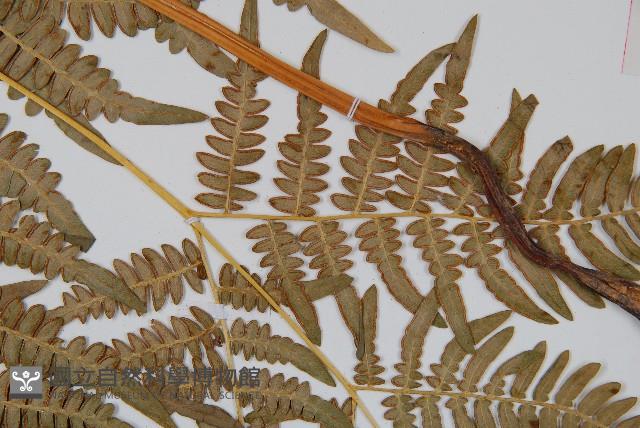 蕨藏品圖，第3張