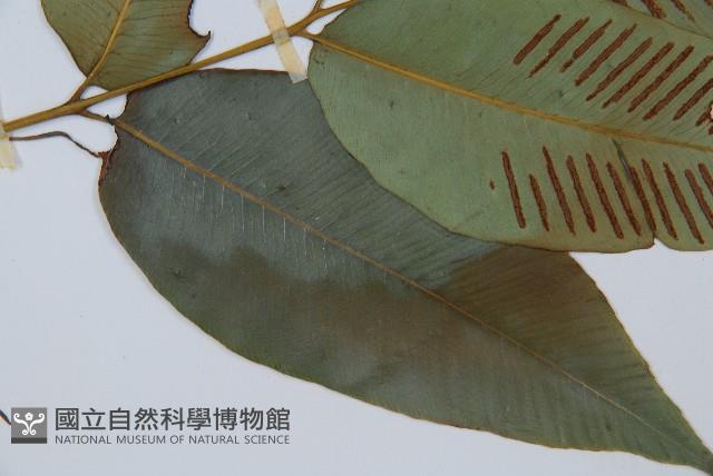 細柄雙蓋蕨藏品圖，第3張