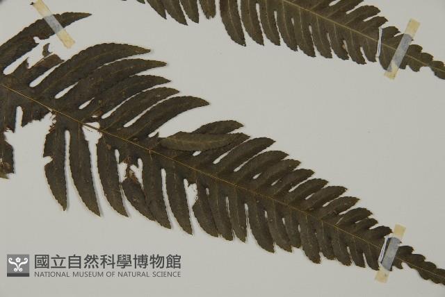 長柄牙蕨藏品圖，第3張
