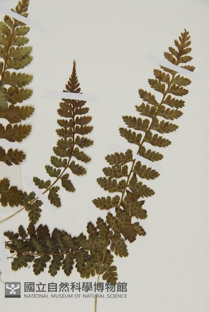 胎生鐵角蕨藏品圖，第3張