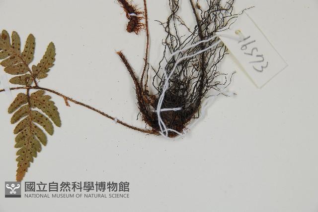 登錄號:P011141藏品圖，第3張