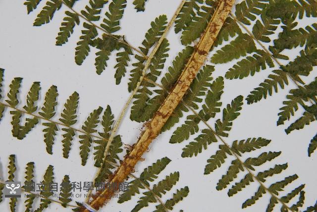 粗柄毛冷蕨藏品圖，第3張