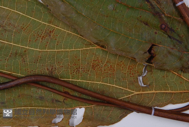 雙扇蕨藏品圖，第3張