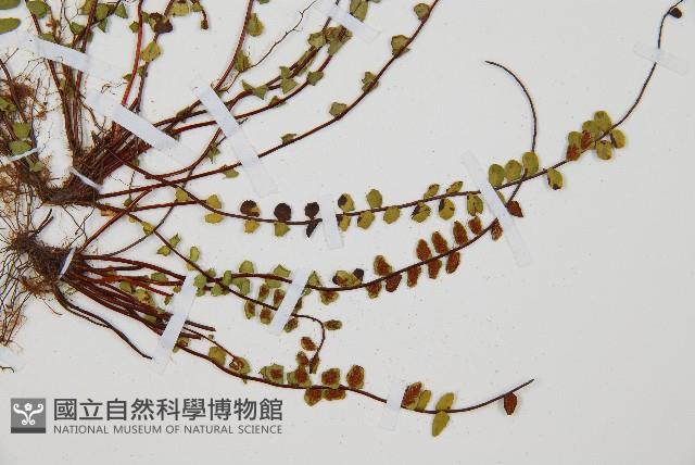 鐵角蕨藏品圖，第3張