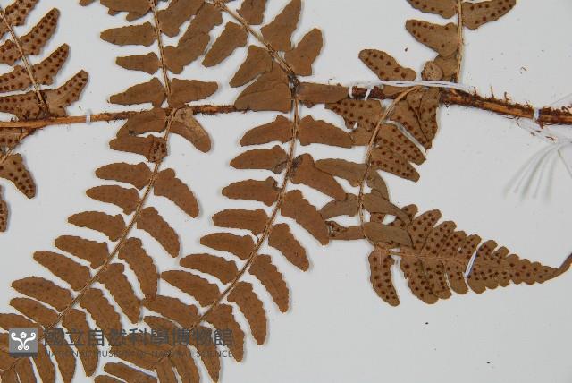 闊鱗鱗毛蕨藏品圖，第3張