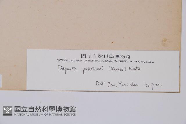 假蹄蓋蕨、東洋蹄蓋蕨藏品圖，第3張