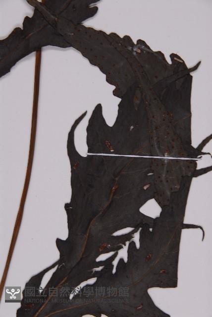 三叉蕨藏品圖，第3張