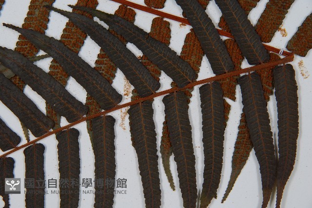 黑桫蕨藏品圖，第9張