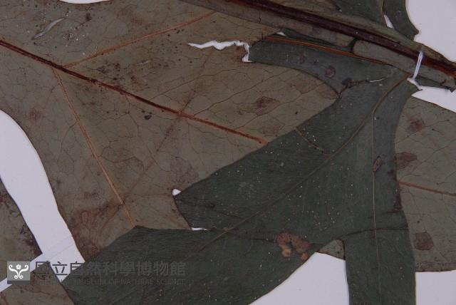 翅柄三叉蕨藏品圖，第3張