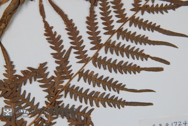 蕨藏品圖，第3張