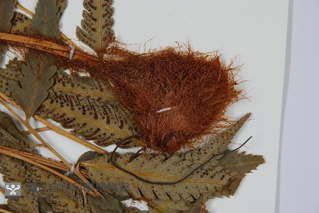 粗裂複葉耳蕨藏品圖，第3張