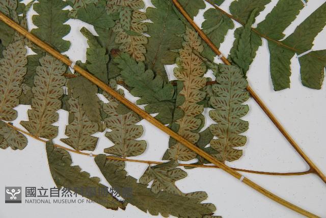 毛柄短腸蕨藏品圖，第3張