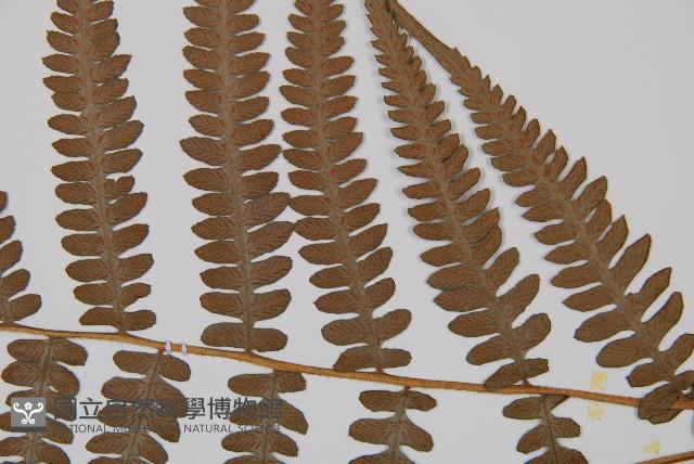 東洋蹄蓋蕨、假蹄蓋蕨藏品圖，第3張