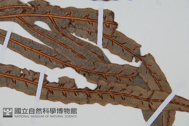 Accession Number:P010541 Collection Image, Figure 3, Total 4 Figures