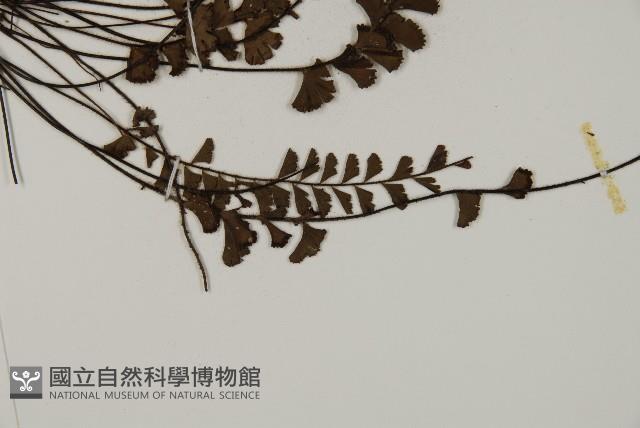 馬來鐵線蕨藏品圖，第3張