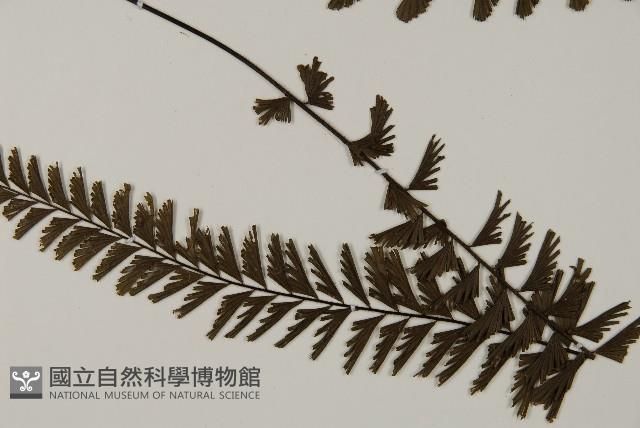 鞭葉鐵線蕨藏品圖，第3張
