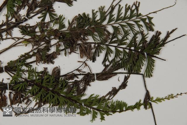 鞭葉鐵線蕨藏品圖，第3張