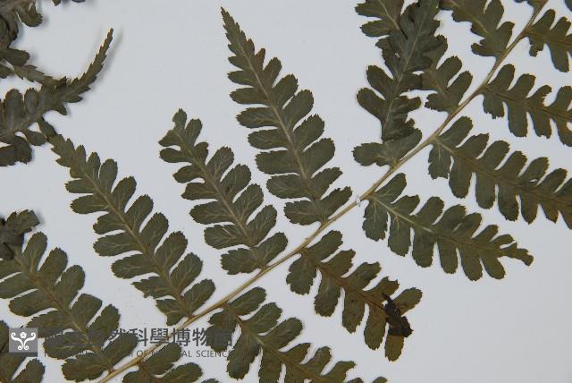 川上氏雙蓋蕨藏品圖，第3張