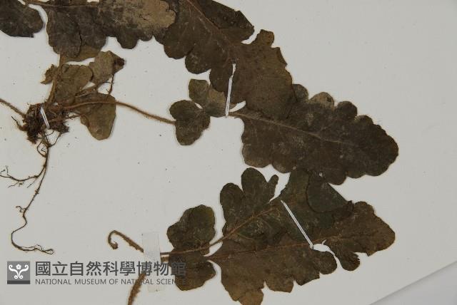 地耳蕨藏品圖，第3張