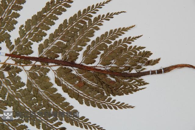 臺灣兩面複葉耳蕨藏品圖，第3張